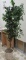 7' Ficus Tree in Wicker Planter