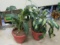 Foliage in Red Plastic Planters, Set of Two