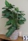 Philodendron Plant