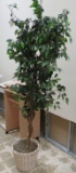 7' Ficus Tree in Wicker Planter