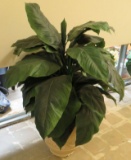 4' Foliage in Large White Planter