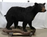 Black bear full body mount