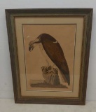 Peter Mazell print the buzzard early 1900s
