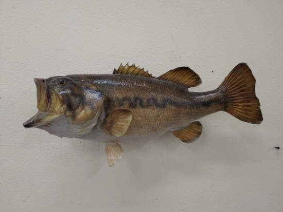 19" Large Mouth Bass Mount