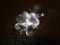 Swarovski crystal Four Leaf Clover. Hand signed by the artist Anton Hirzinger.