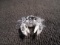 Swarovski crystal Mini Crab. This is part of the 