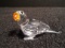 Swarovski crystal Parrot. Part of the 