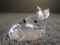 Swarovski crystal Roe Deer Fawn.
