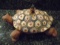 MacKenzie Childs Turtle shaped serving dish with a lid and serving spoon.