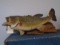 Taxidermy fish mounted on a piece of wood.