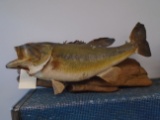 Taxidermy fish mounted on a piece of wood.