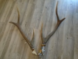 Pair of animal Antlers.