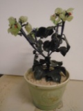Jade Tree in a small ceramic pot.