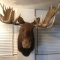Moose Mounted Head