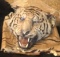 Tiger Head (Rug not attached)