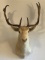 Fallow Deer Mounted Head