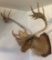 Caribou Mounted Head