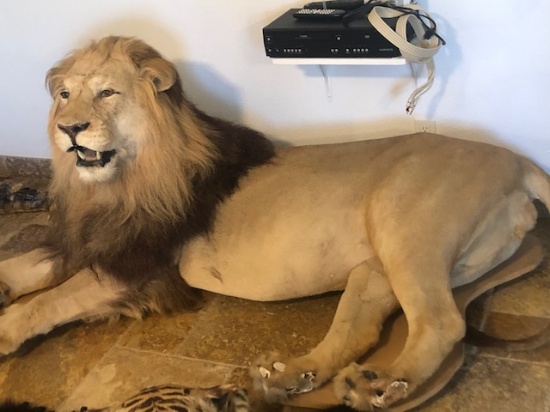 Lion Full Mounted Body