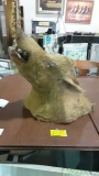 Wild Boar Mounted Head