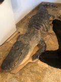Alligator Full Mounted Body