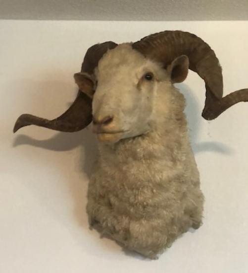 Big Corsican Ram Head