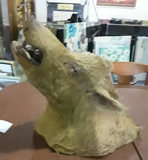 Wild Boar Mounted Head