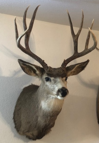 Mule Deer Mounted Head