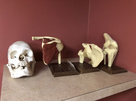 Human Skeletal Models