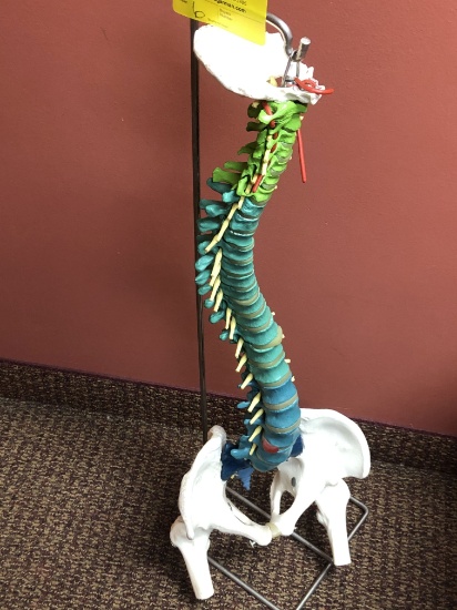 Skeletal Spine Model