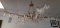 Forest Light Gold Chandelier Currey and Company