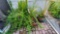 Lot of 10+ Patio Plants