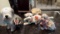 Three Piece Collectible Dog Lot, Including A Large Capi Damonte