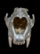 Large Silver Gilded Lion Skull