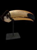 Victorian Toucan Taxidermy