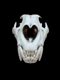 Large Tiger Skull