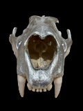 Large Silver Gilded Lion Skull