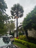 Royal Palm Tree