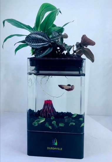 Aquaponics Betta Tank Black