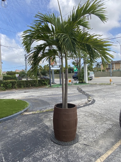Palm Trees in Barrel