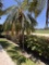 Small Palm Tree in Back Yard