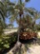 Small Palm Tree in Back Yard