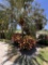 Small Palm Tree in Back Yard