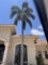 Large Palm Tree in Front of Home