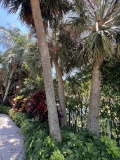Large Palm Tree in Rear Yard