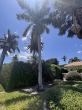 Large Palm Tree in Front of Home