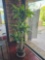Live Planter with Contents