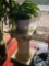 Live Planter and Pedestal