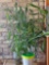 Live Planter with Contents