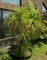 Live Ponytail Palm Tree