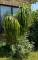 Live Ponytail Palm Tree
